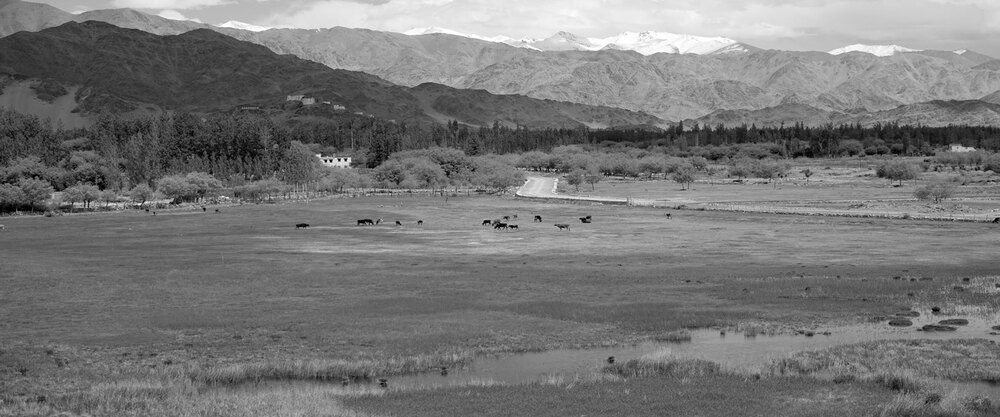 Black & White photograph 7