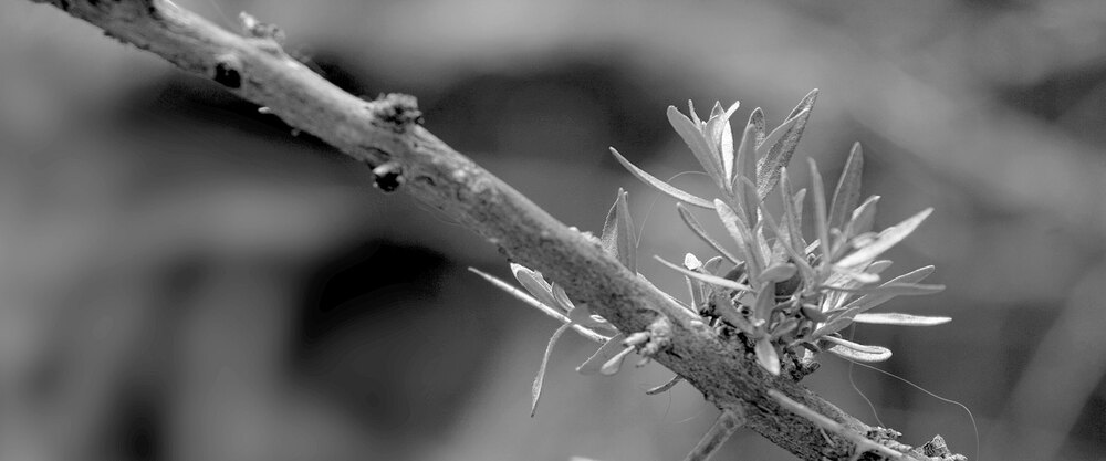 Black & White photograph 24