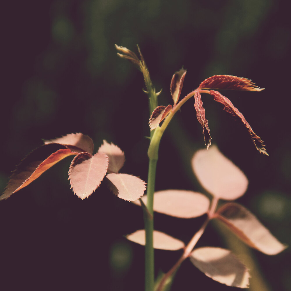 Personal Projects photograph 30