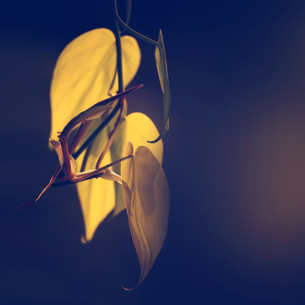 Personal Projects photograph 33